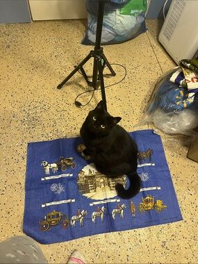 cat - not for sale - studio helper
